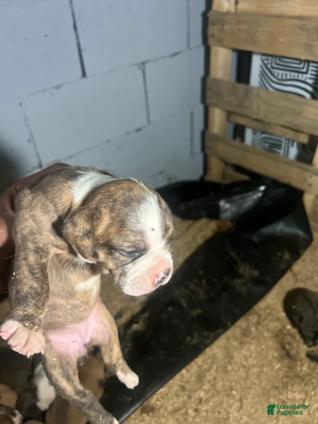 Olde English Bulldogge dogs for sale: Brindle and white female-Available  - Ad 2