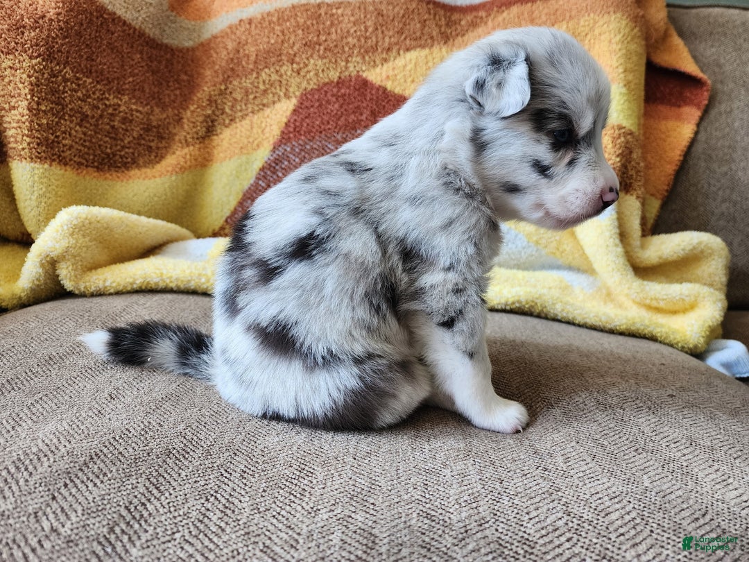 Mixed Breed dogs for sale: Chloe - Ad 2