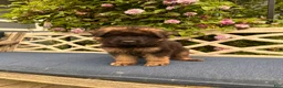 German Shepherd dogs for sale: Jasper - Ad 9