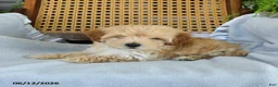 Maltipoo dogs for sale: Jackson - Ad 4
