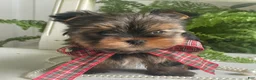 Yorkshire Terrier dogs for sale: Cody - Ad 6