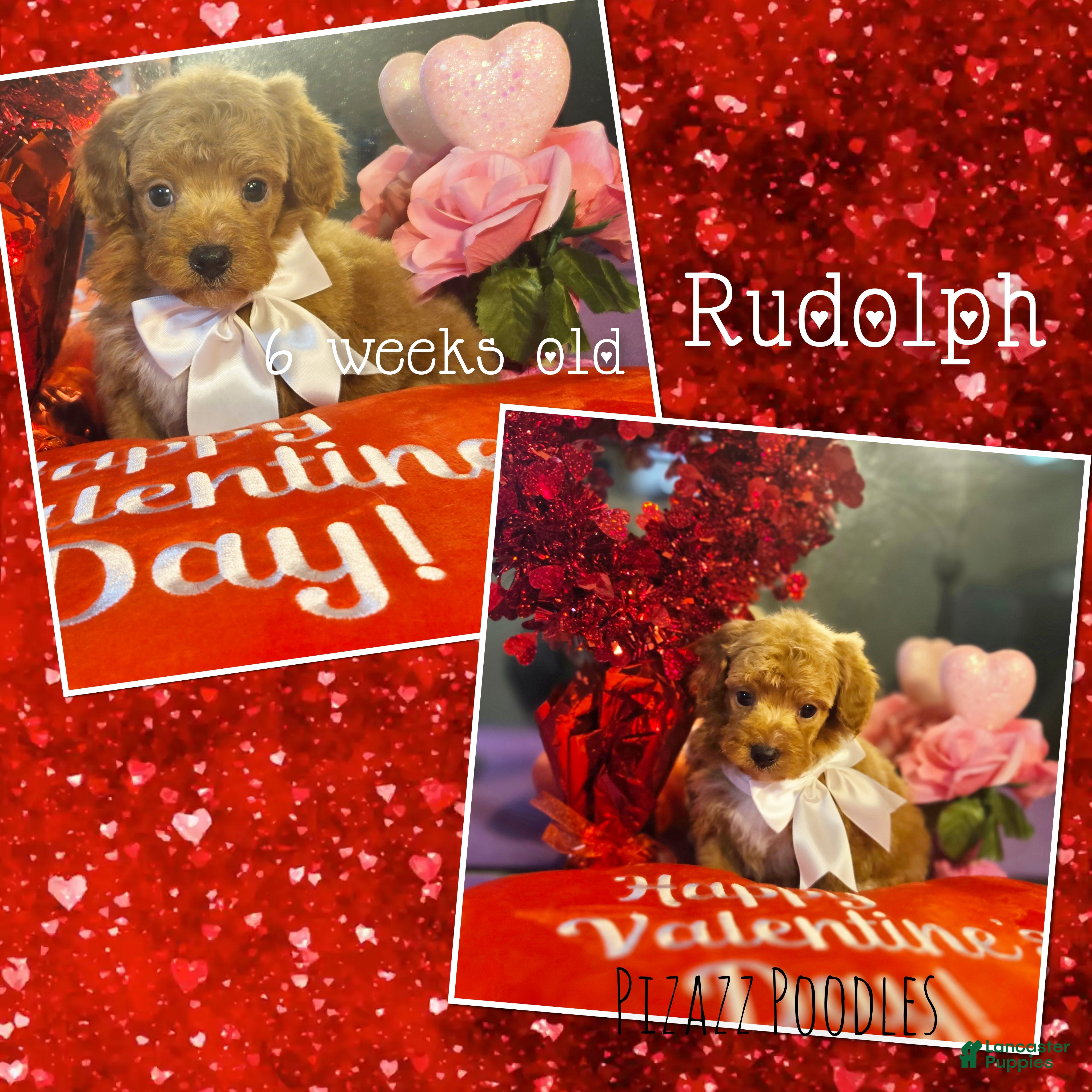 Miniature Poodle dogs for sale: Rudolph  - Ad 4