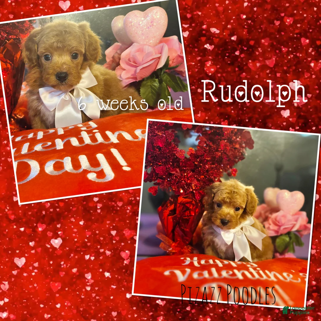 Miniature Poodle dogs for sale: Rudolph  - Ad 1