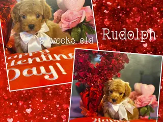 Miniature Poodle dogs for sale: Rudolph - Ad 4