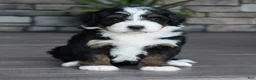 Mini Bernedoodle dogs for sale: Jewel - Ad 12