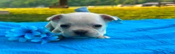 French Bulldog dogs for sale: Surprise - Ad 2