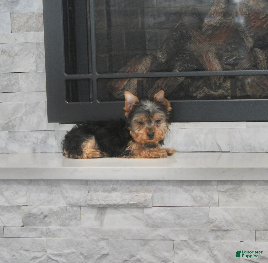 Yorkshire Terrier dogs for sale: Radar - Ad 5