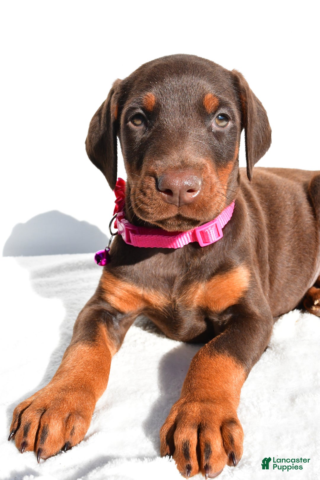 Doberman Pinscher dogs for sale: Lacey - Ad 5