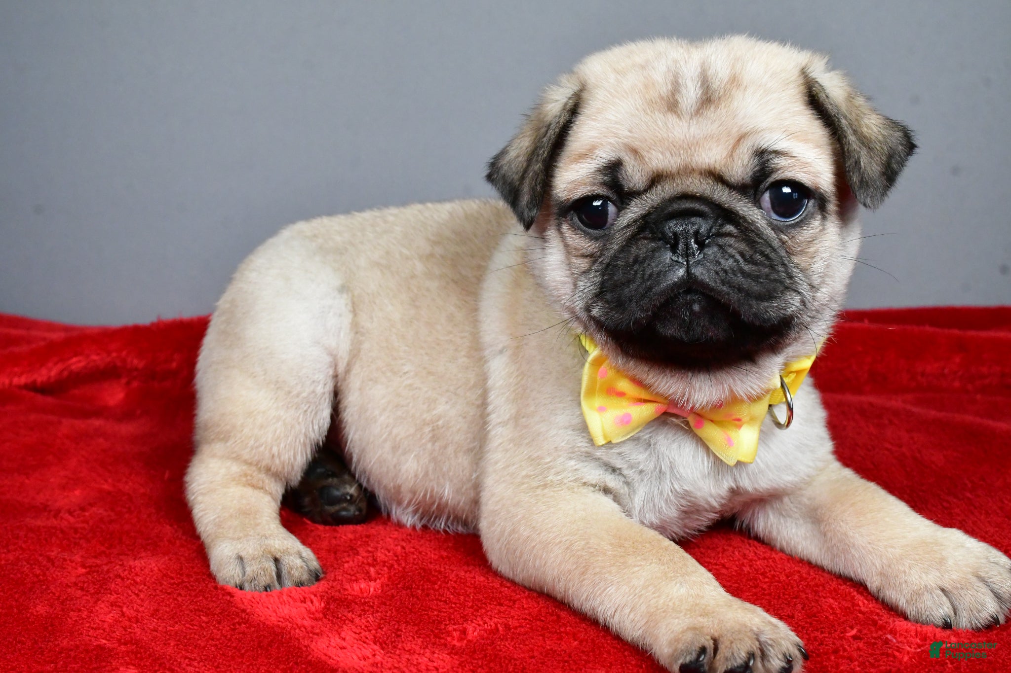 Pug dogs Fritz - Ad 2