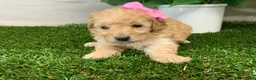 Toy Poodle dogs for sale: Myra - Ad 3