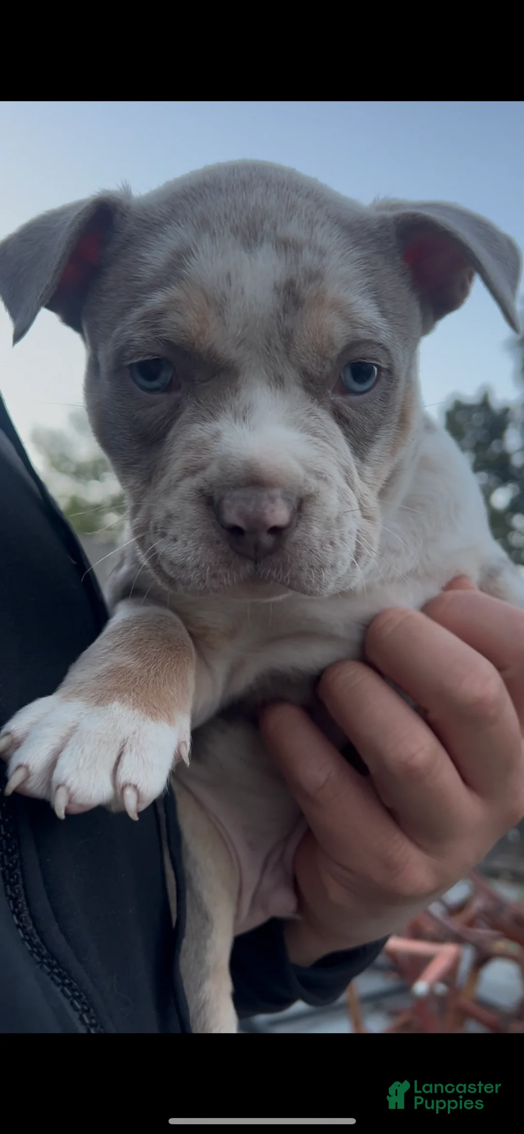 American Bully dogs for sale: Theo - Ad 8