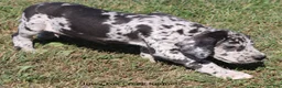 Great Dane dogs for sale: Samson - Ad 3