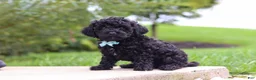 Cavapoo dogs for sale: Odin - Ad 4