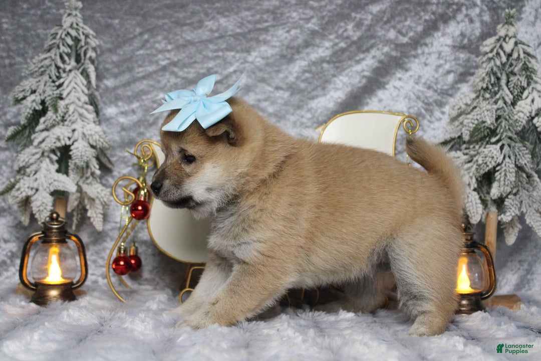 Shiba Inu dogs for sale: Gin  - Ad 6