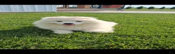 Samoyed dogs for sale: Sophia - Ad 2