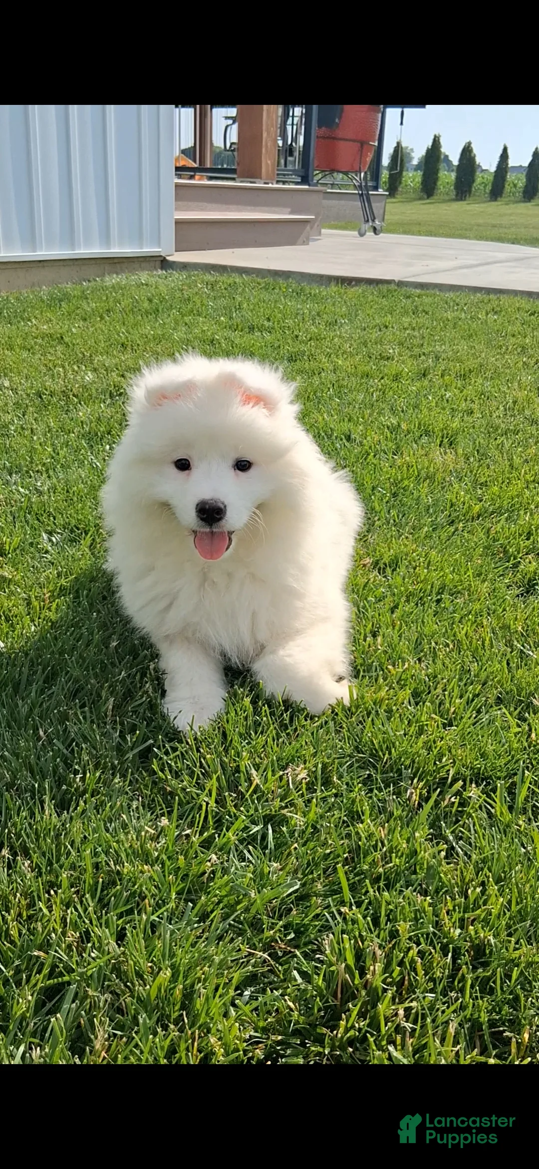 Samoyed dogs for sale: Sophia - Ad 2
