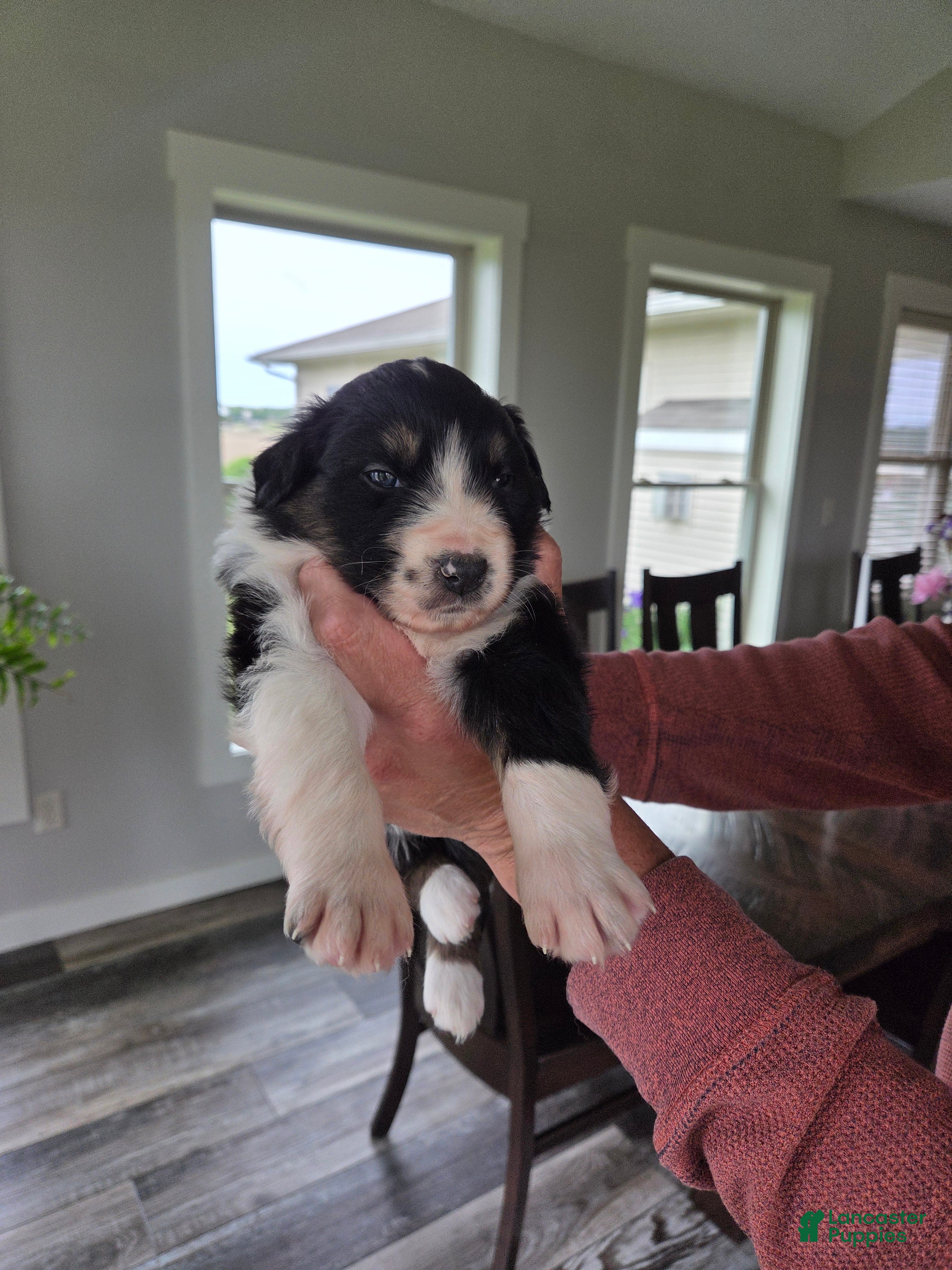 Australian Shepherd dogs Anika Star - Ad 2