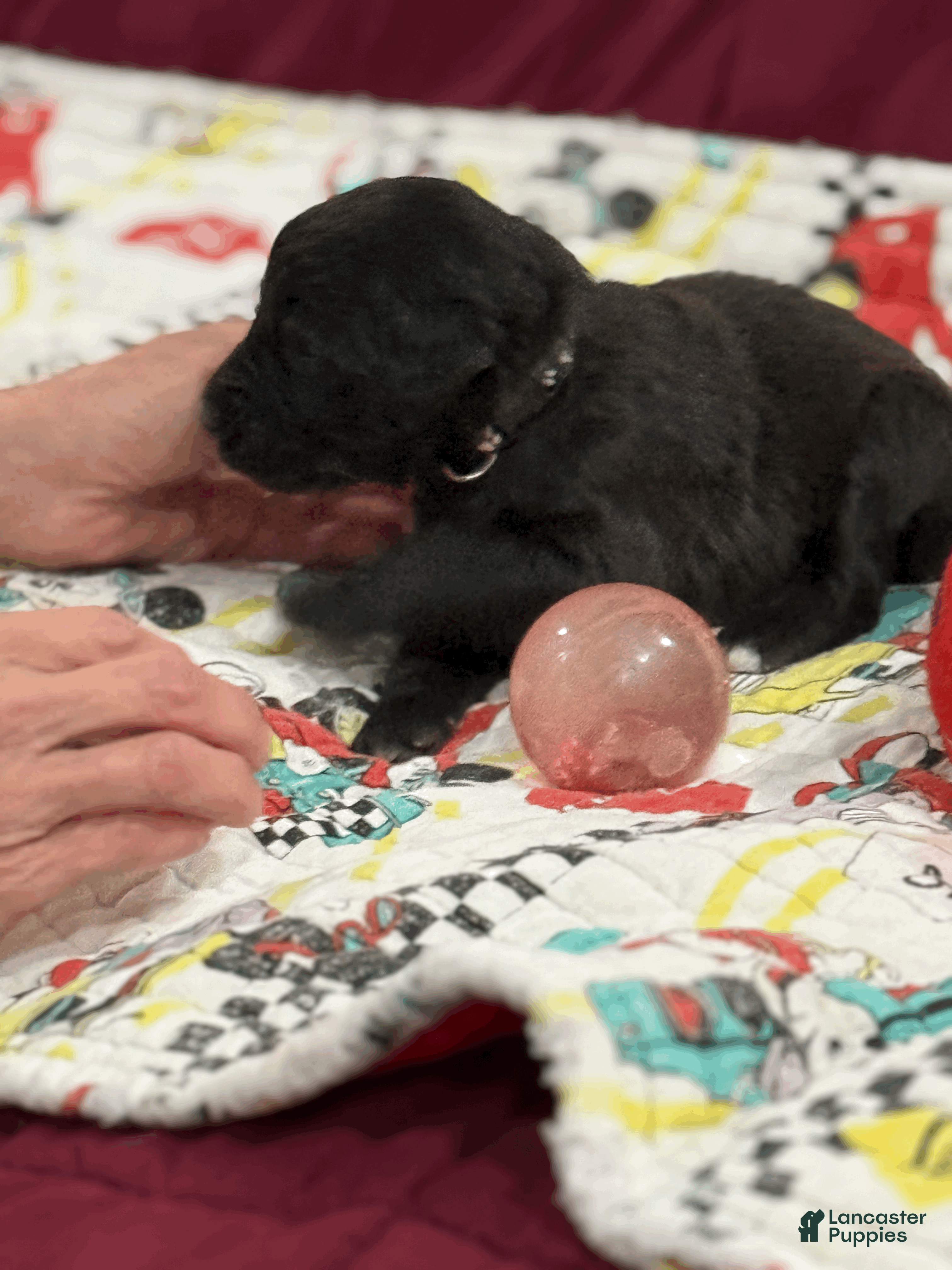 Goldendoodle dogs Black - Ad 1