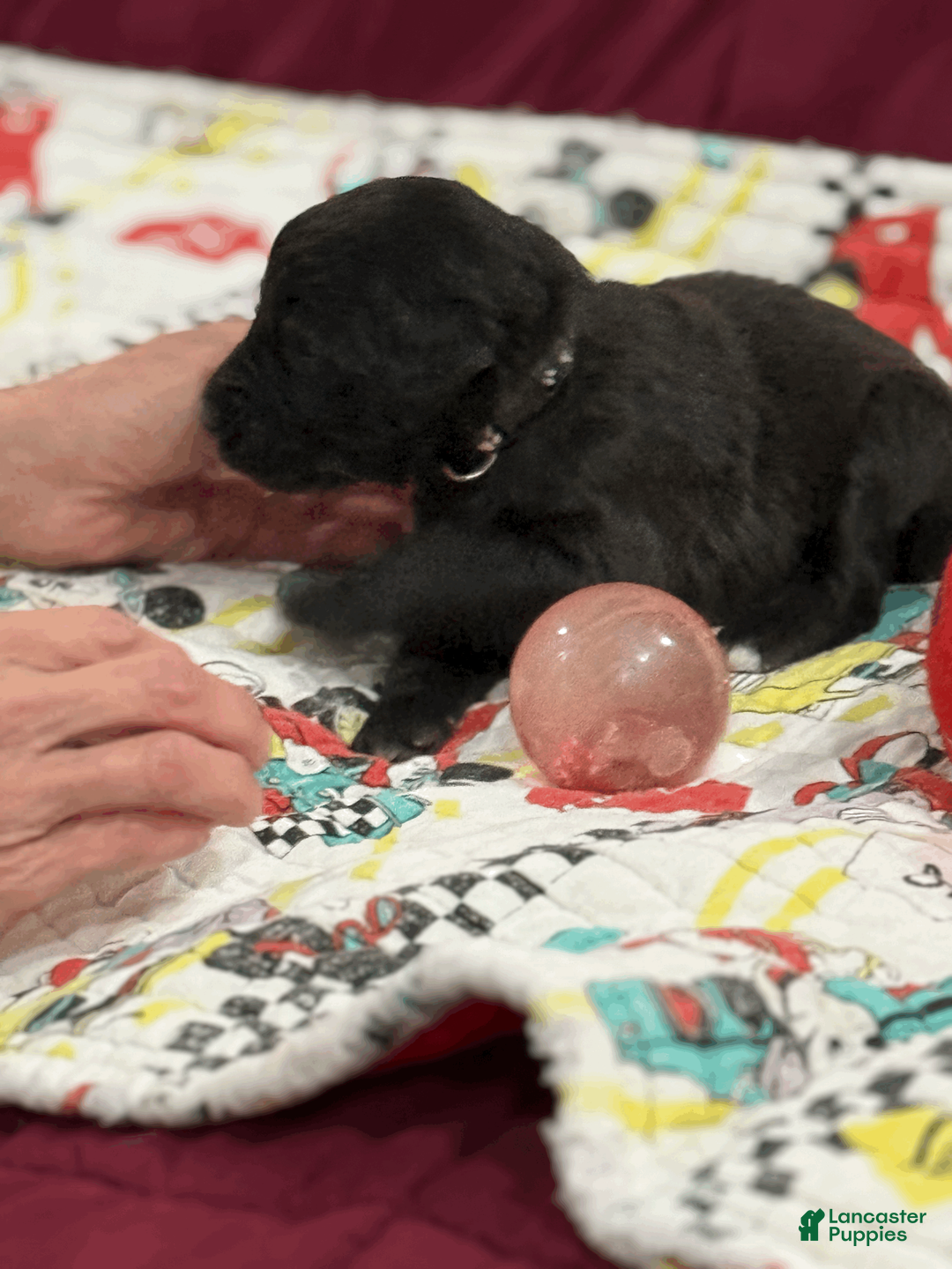 Goldendoodle dogs for sale: Black - Ad 1