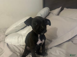 Mixed Breed dogs Mixed Breed Puppy 7 - Ad 36