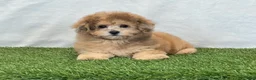 Bichpoo dogs for sale: Kona - Ad 10