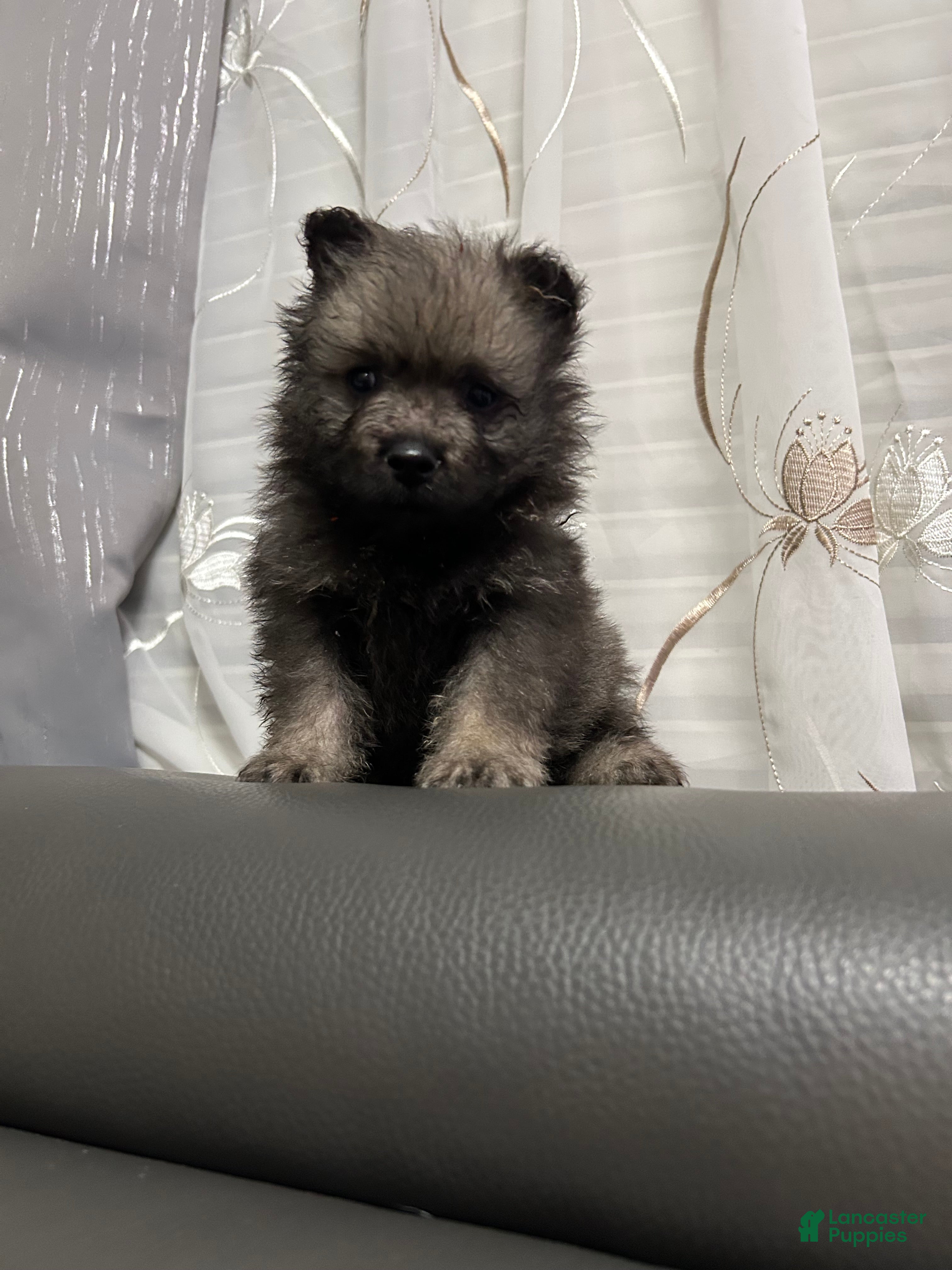 Keeshond dogs Rocky - Ad 10