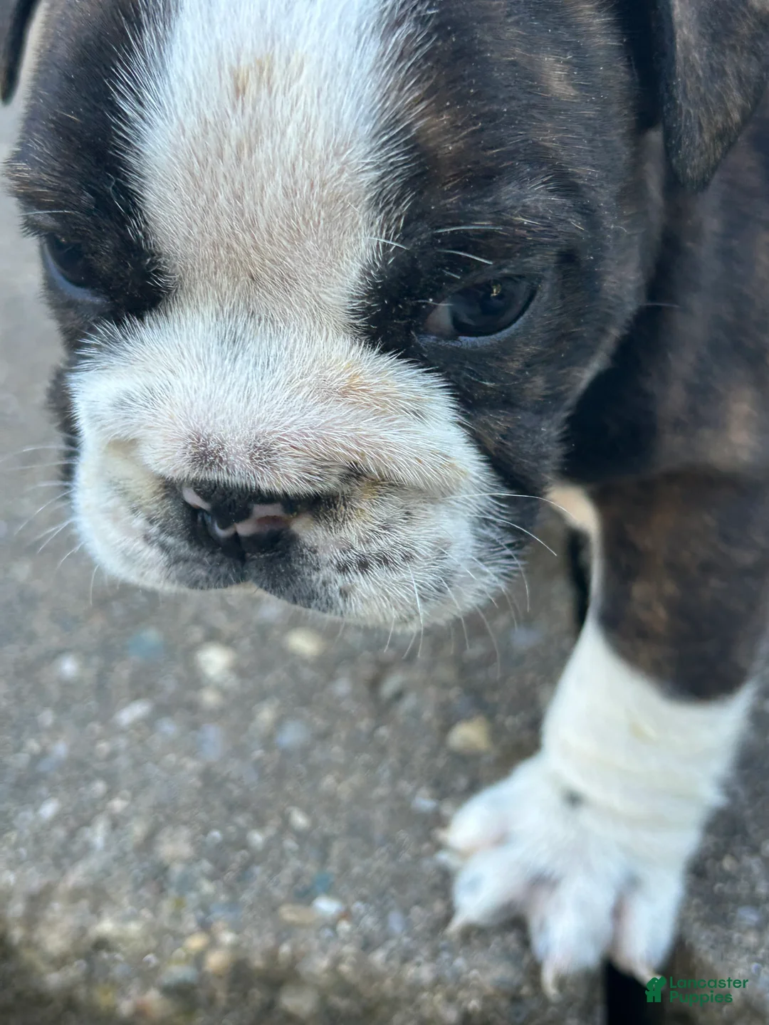 English Bulldog dogs for sale: Rose - Ad 2