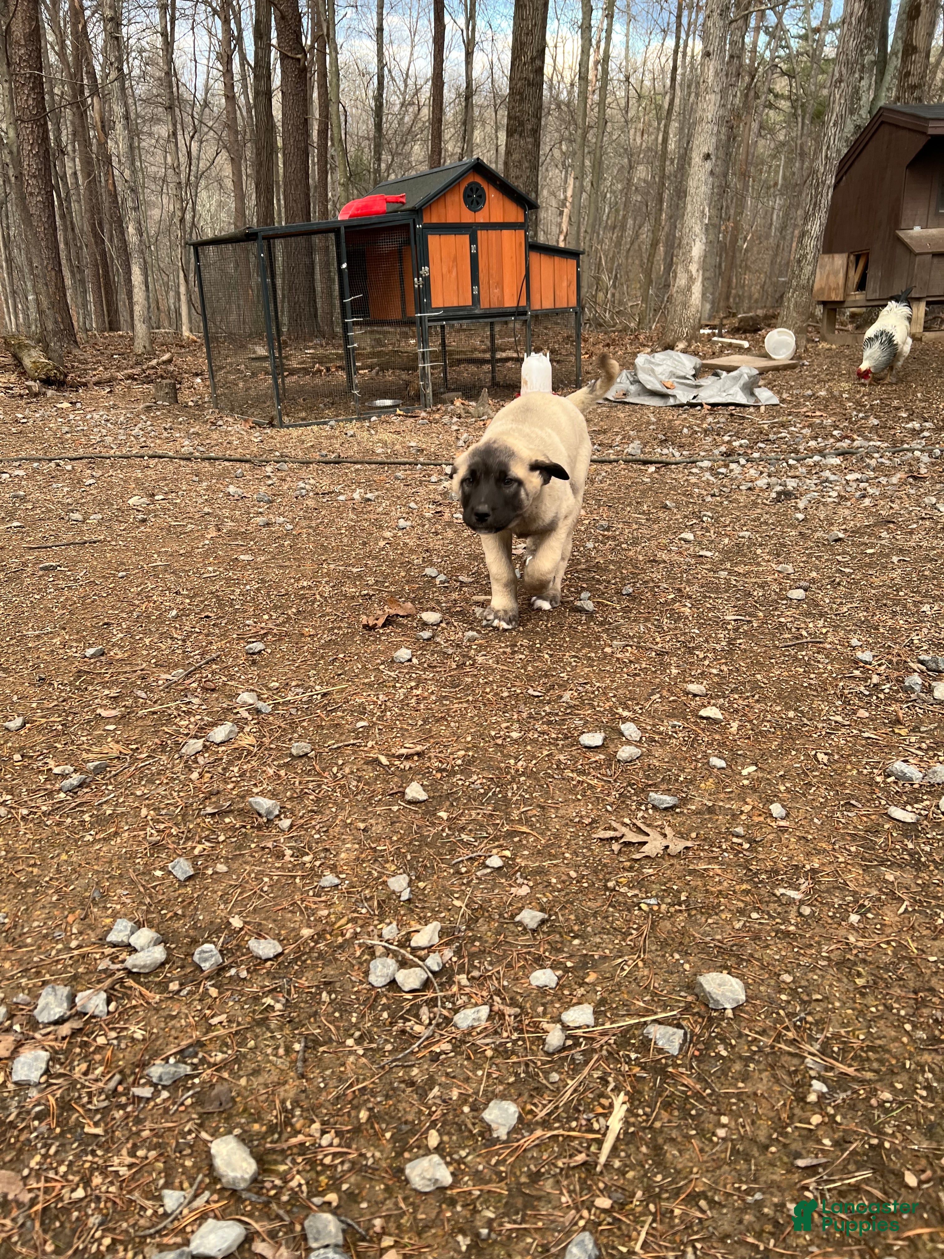 Anatolian Shepherd dogs Arktos - Ad 2