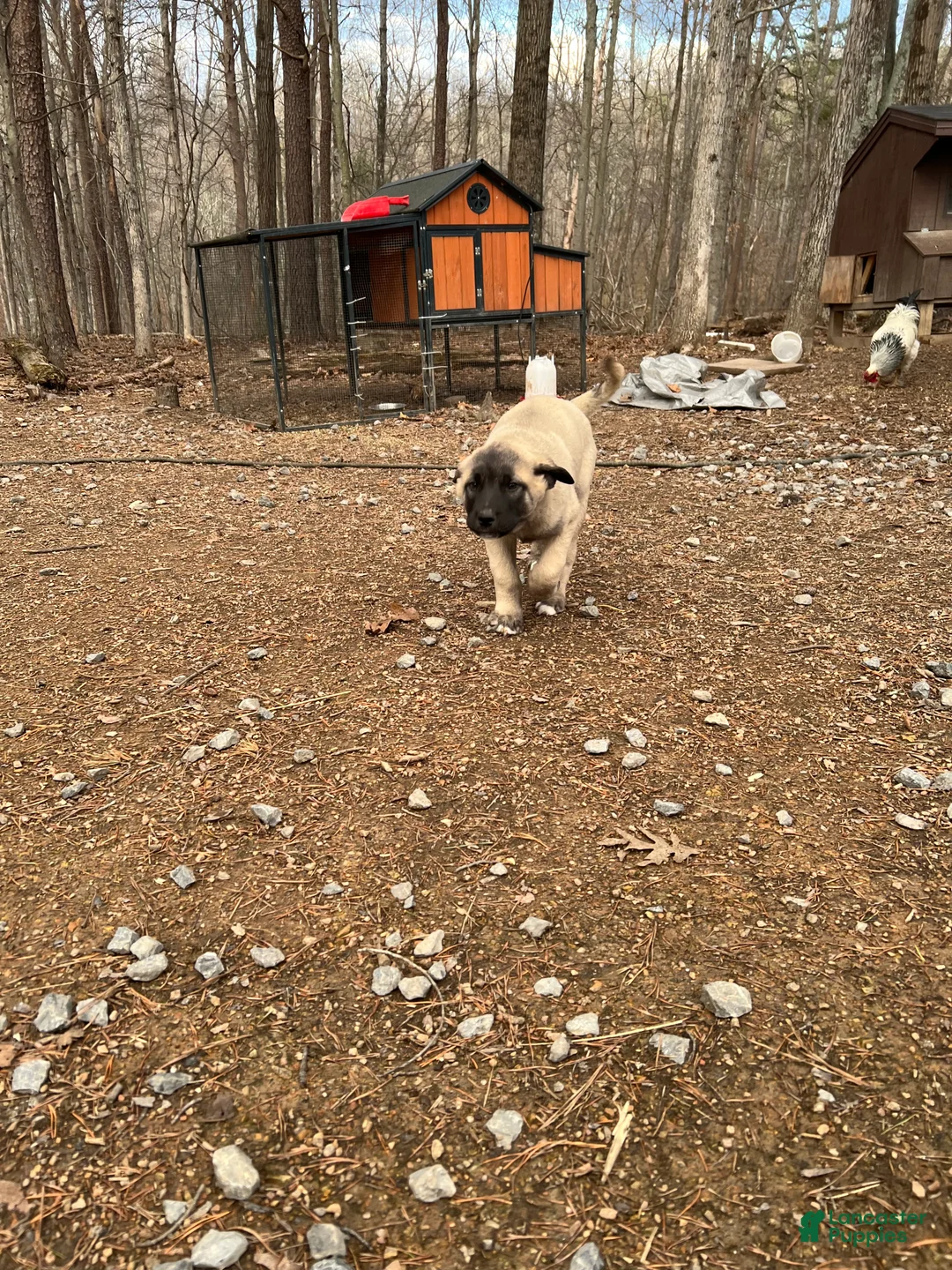 Anatolian Shepherd dogs for sale: Arktos - Ad 2