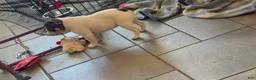 French Bulldog dogs for sale: Pibbles - Ad 4