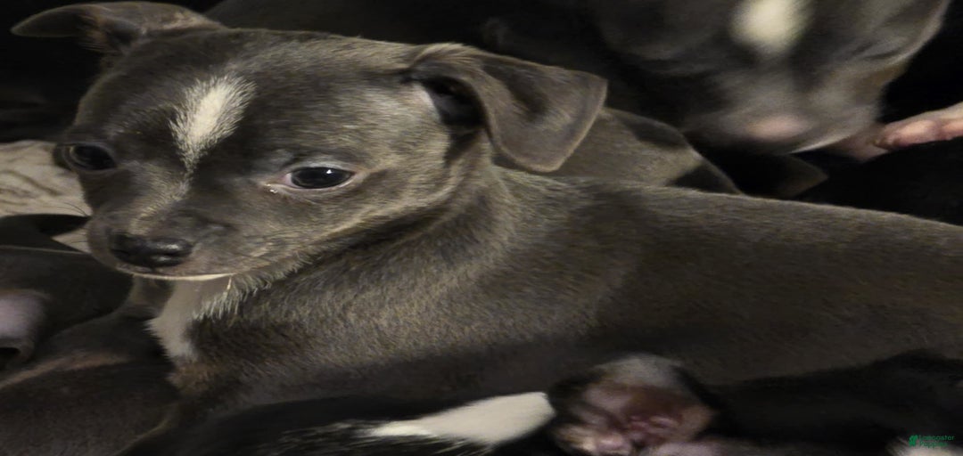 Gallery Image {{count}}