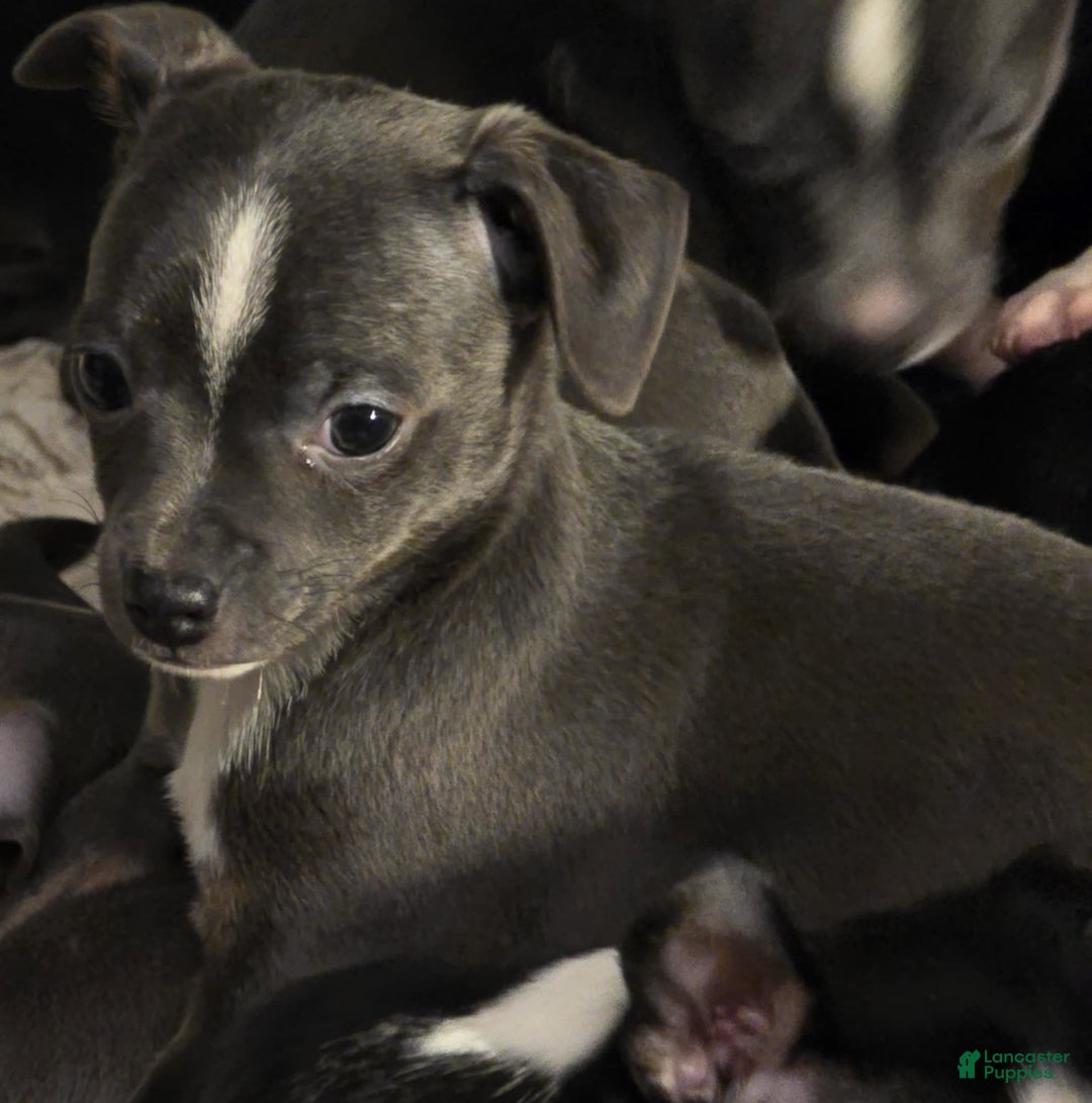 Gallery Image {{count}}