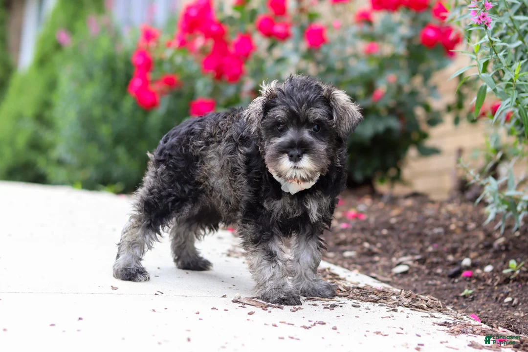 Miniature Schnauzer dogs for sale: Callie - Ad 2