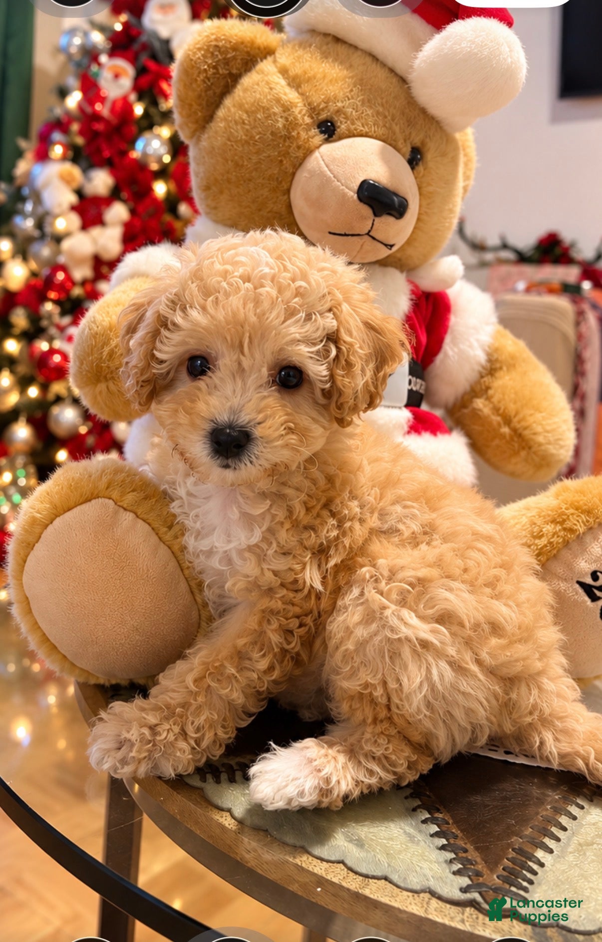 Mixed Breed dogs for sale: Adorable Female Toy Poodle 2lbs  - Ad 1