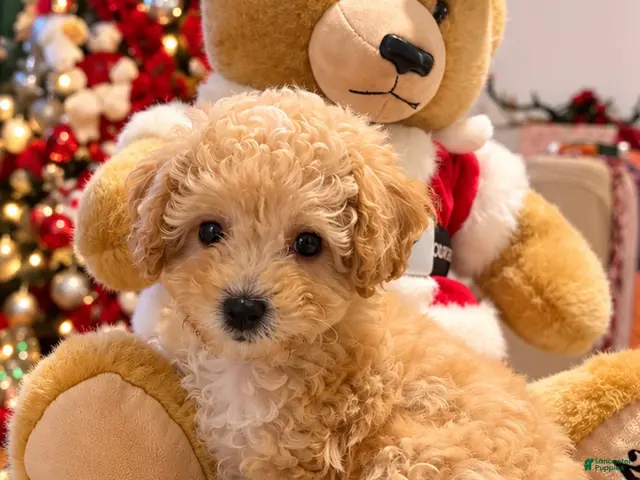 Mixed Breed dogs for sale: Adorable Female Toy Poodle 2lbs - Ad 1