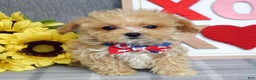 Maltipoo dogs for sale: Axel - Ad 4