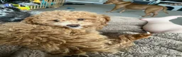 Miniature Poodle dogs for sale: Miniature Poodle 1 - Ad 3