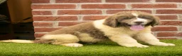 Newfoundland dogs for sale: Jackson - Ad 2