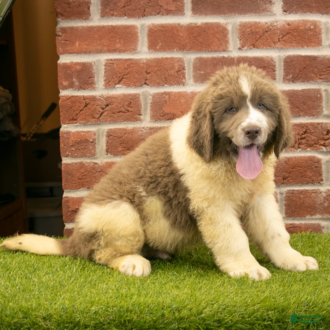 Newfoundland dogs for sale: Jackson - Ad 2