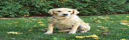 Golden Retriever dogs for sale: Bear - Ad 4
