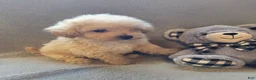 Maltipoo dogs for sale: Tucker - Ad 5