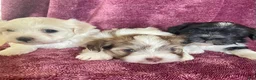 Havanese dogs for sale: Brownie - Ad 5