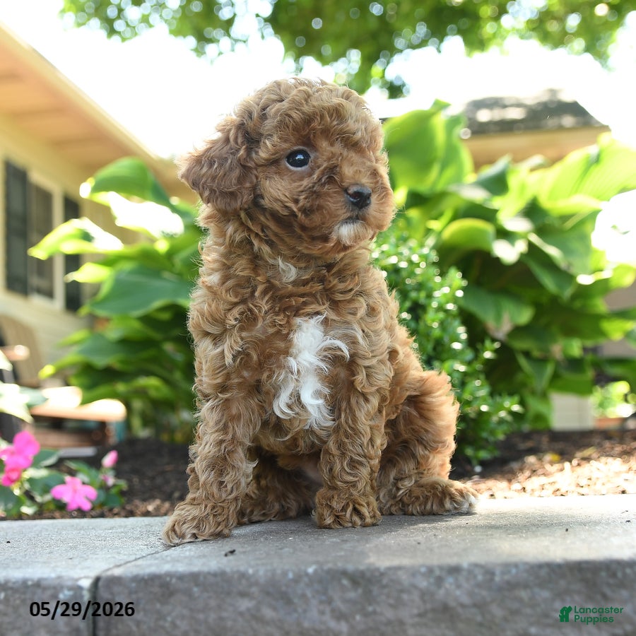 Toy Poodle dogs Willow - Ad 2