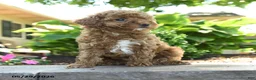 Toy Poodle dogs for sale: Willow - Ad 2