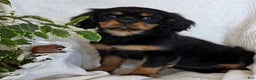 Cavalier King Charles Spaniel dogs for sale: Jingle - Ad 2