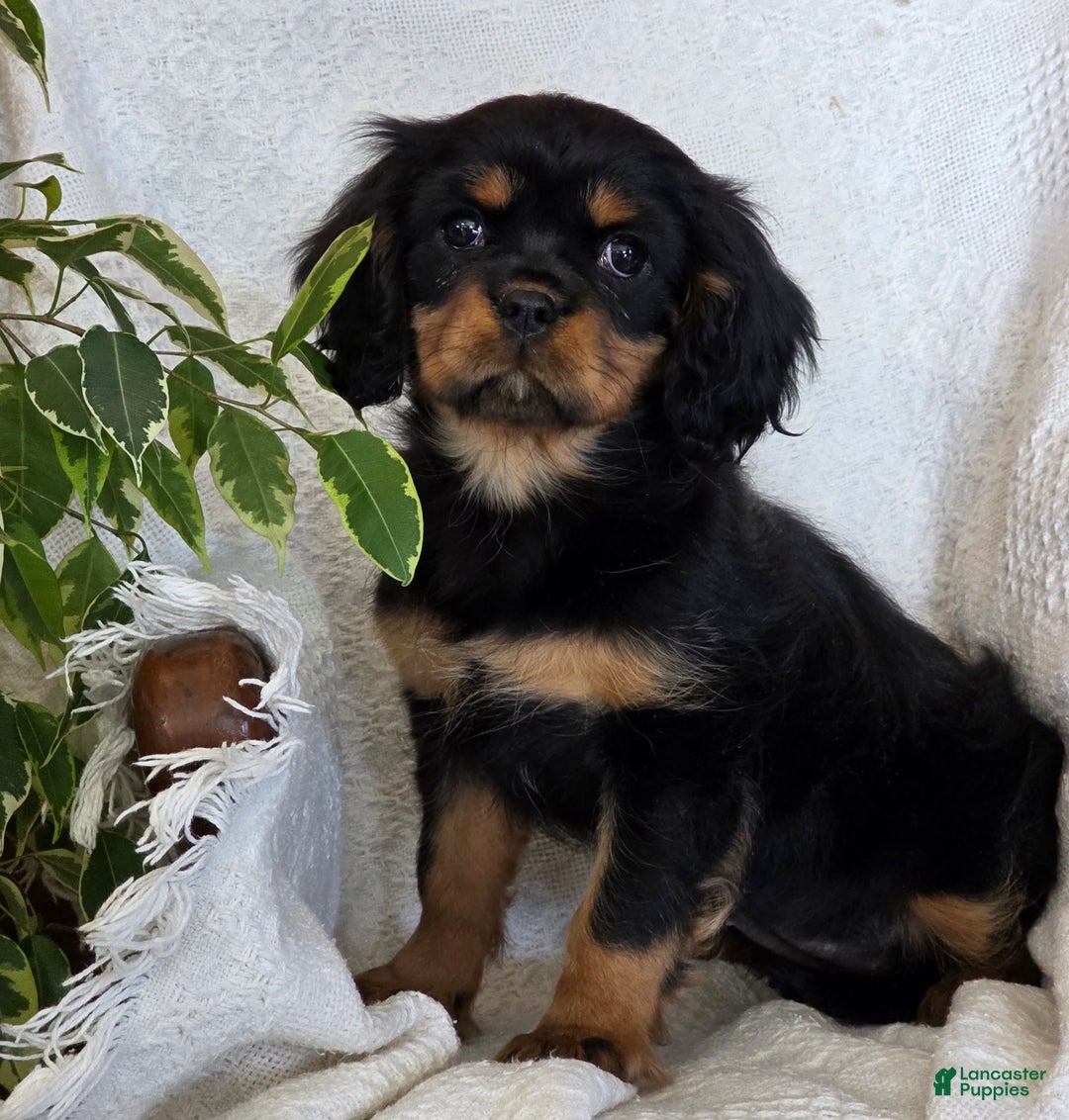 Cavalier King Charles Spaniel dogs for sale: Jingle - Ad 2