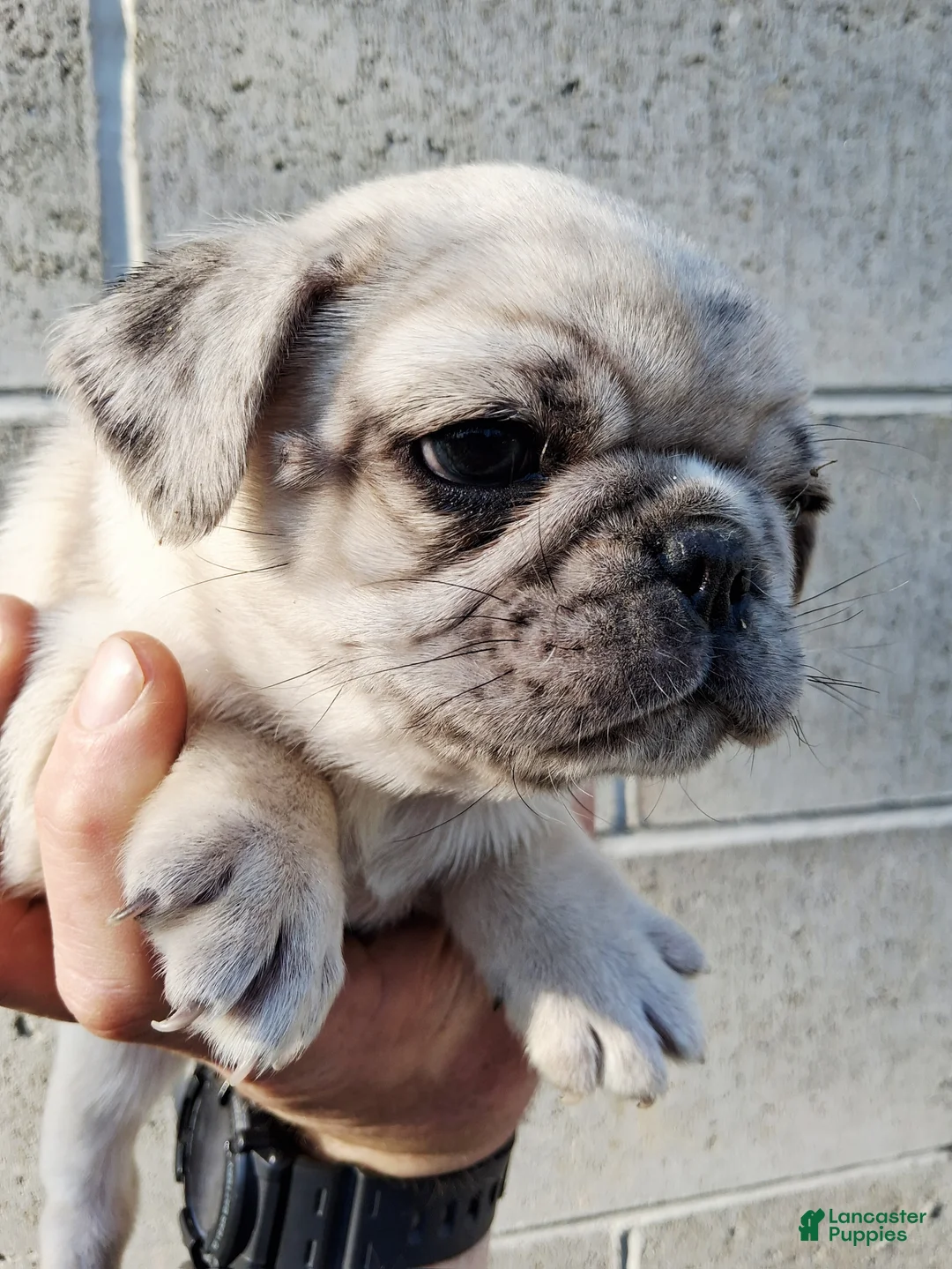 Pug dogs for sale: Camo  - Ad 2