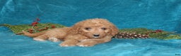 Mini Goldendoodle dogs for sale: Holly - Ad 3