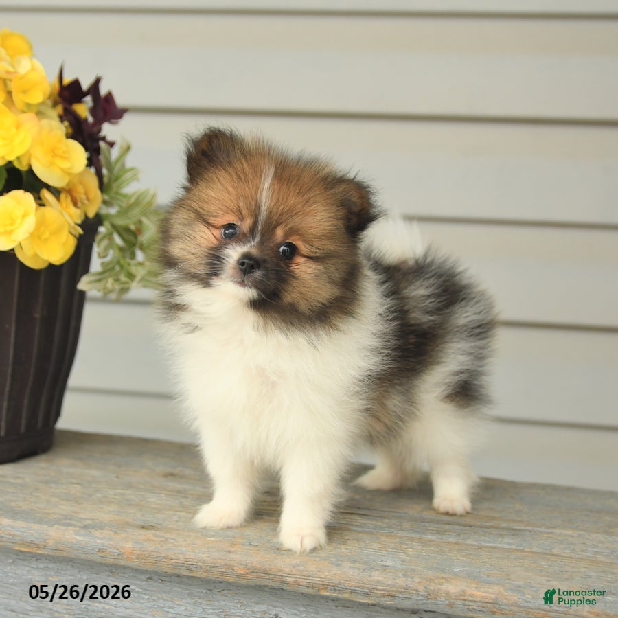 Pomeranian dogs Glen - Ad 1