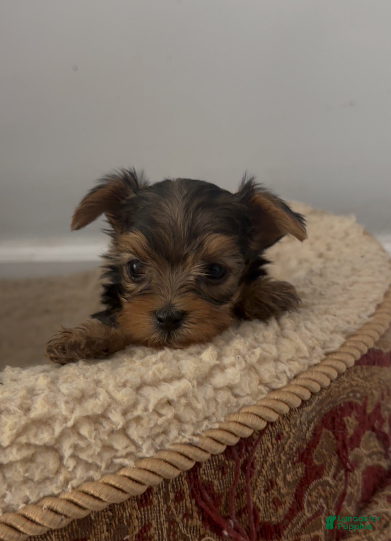 Yorkshire Terrier dogs Yorkshire Terrier Puppy 1 - Ad 38